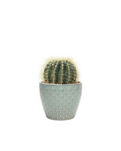 Echinocactus small