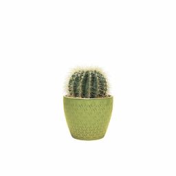 Echinocactus small