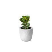 Ficus Fiddle-leaf