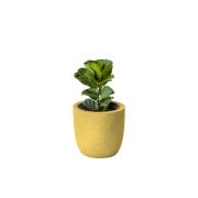 Ficus Fiddle-leaf