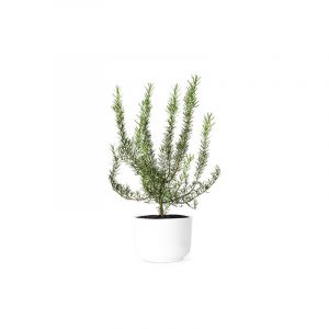 Potted Rosemary