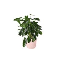 Philodendron burle