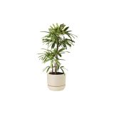 indoor-plants-20