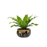 small-plants-11