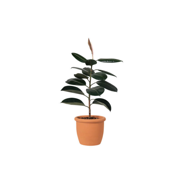 small-plants-19