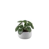 small-plants-2