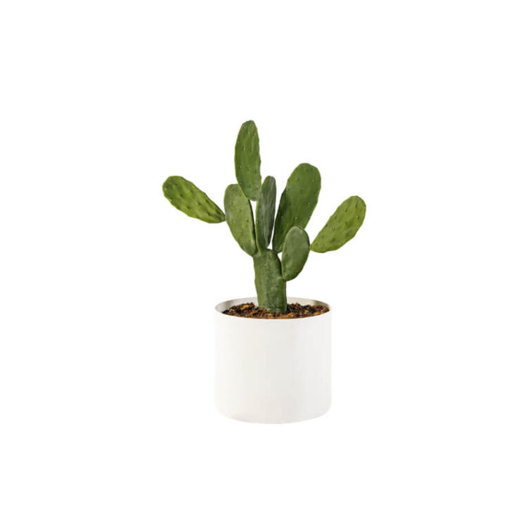 small-plants-4