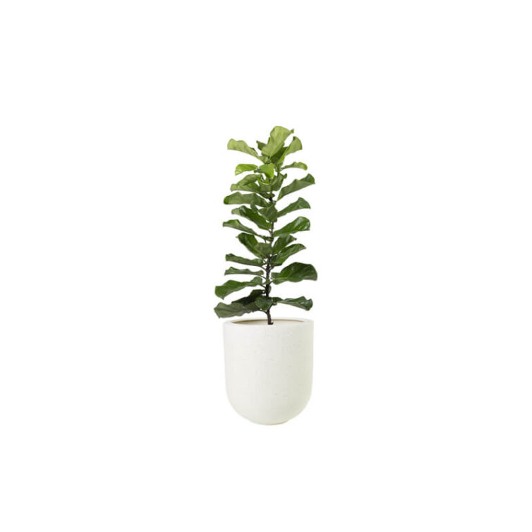 small-plants-8