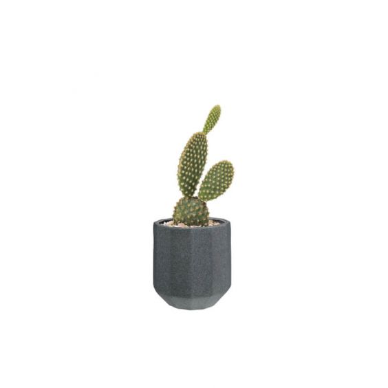 Cactus Prickly Pear